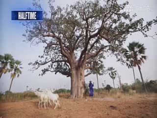 NBA常规赛 森林狼VS爵士 20250301封面图