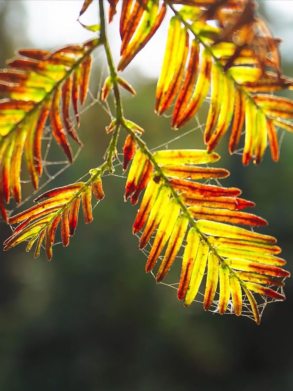 十四行消亡诗封面图