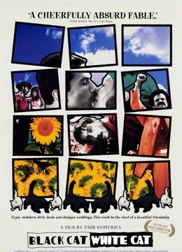 黑猫白猫封面图