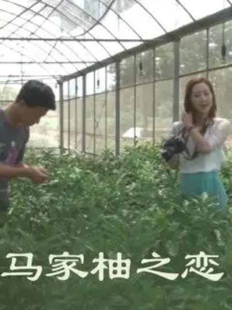 马家柚之恋封面图